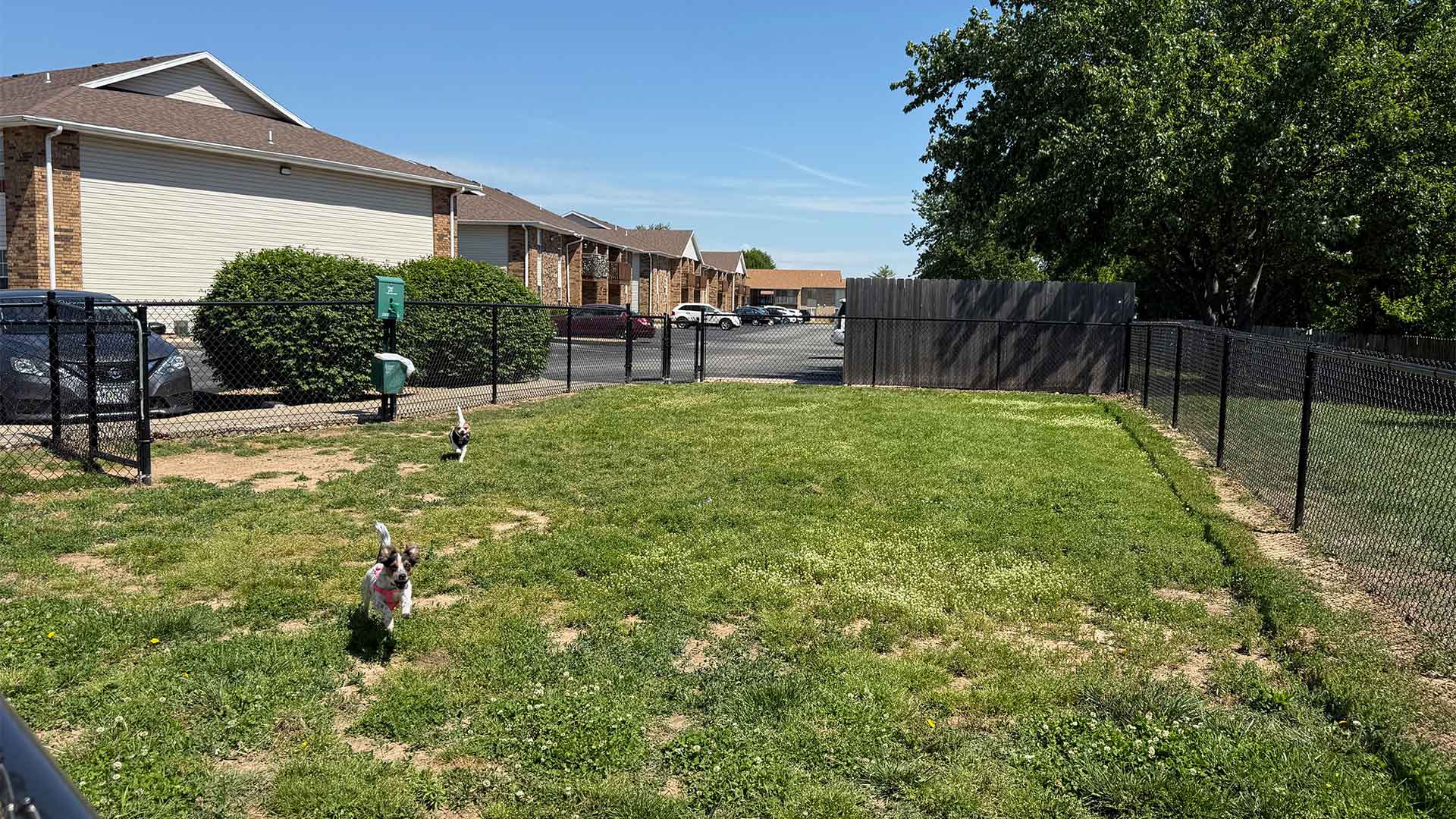 Dog-Park